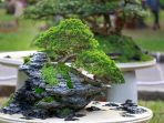 808 Peserta Ikut Pameran-Kontes Bonsai Nasional di Borobudur