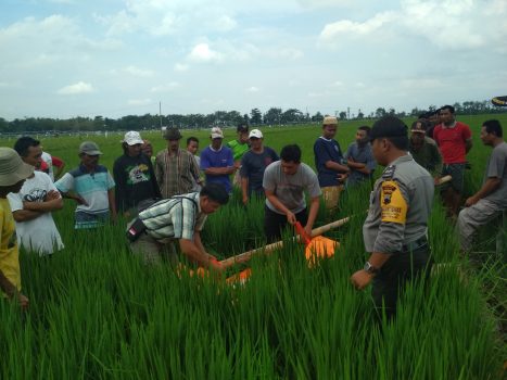 Tewas Kesetrum Pati
