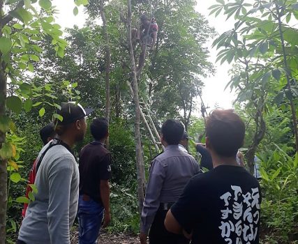 Tewas di Pohon