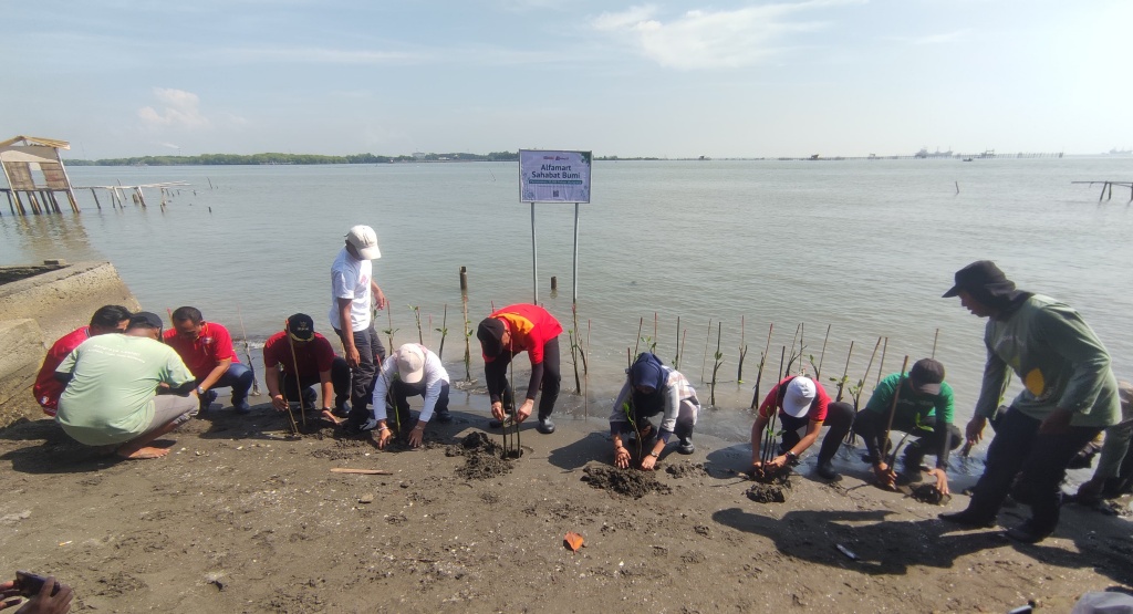Hari Bumi, Alfamart tanam mangrove di Semarang