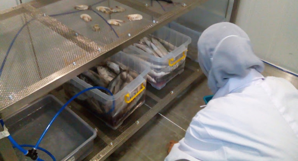 alat penyimpanan ikan temuan undip