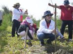 Penanaman cemara laut di Pantai tirang
