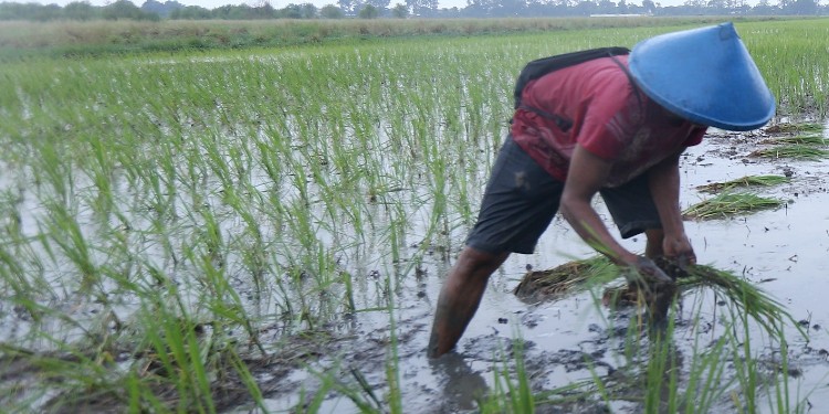 padi biosalin semarang