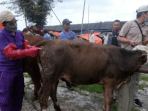 penyakit mulur dan kuku sapi