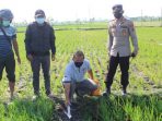pwtani sragen tewas kesetrum